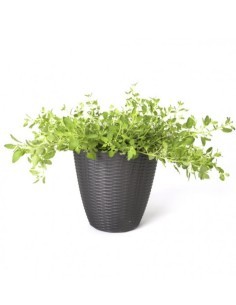 PORTAVASO PAGLIA D 29 X H 27 CM PANNA su TreG Ingrosso