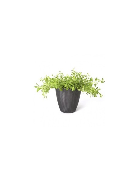 PORTAVASO PAGLIA D 29 X H 27 CM PANNA su TreG Ingrosso
