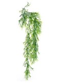 PIANTA 13770029-01 CITRONELLA VERDE RAMPICANTE