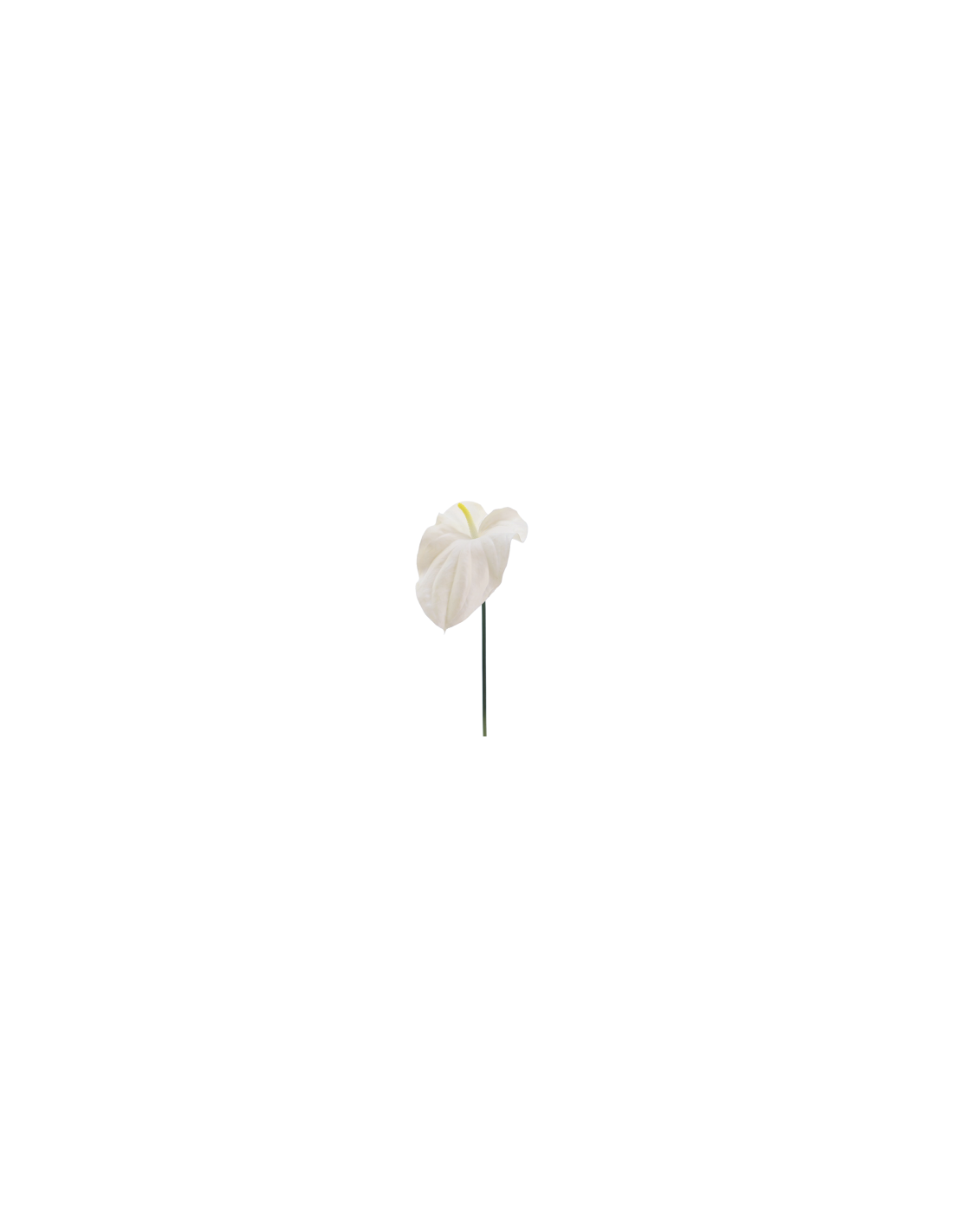 FIORE 2748-11 TULIPANO BIANCO