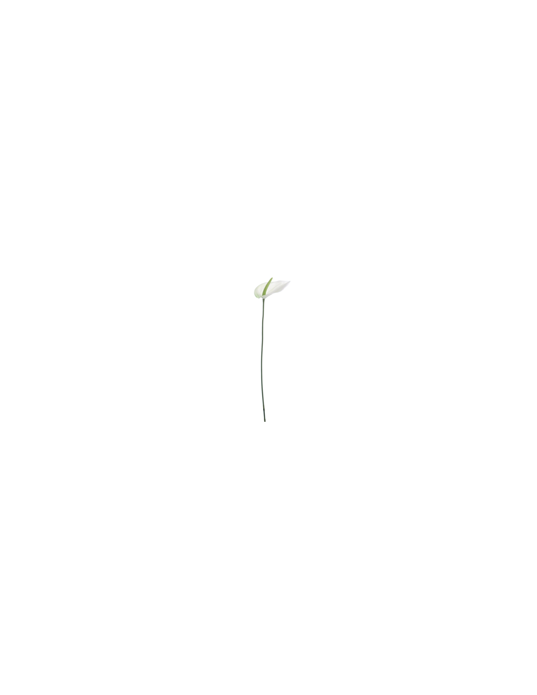 FIORE 6273-01 LISIANTHUS CREMA