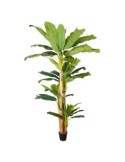 PIANTA 7198-09 BANANO VERDE 3MT