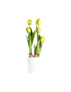 TULIPANO 28030 GIALLO CON VASO 13X58CM