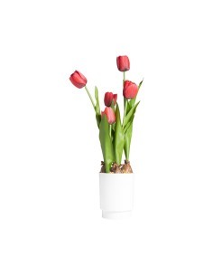 TULIPANO 28047 ROSSO CON VASO 13X58CM