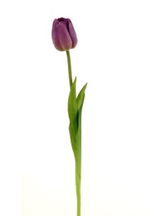FIORE 15930054-87 TULIPANO VIOLA su TreG Ingrosso