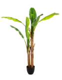 PIANTA 167300 BANANO DOPPIO H160CM CON VASO