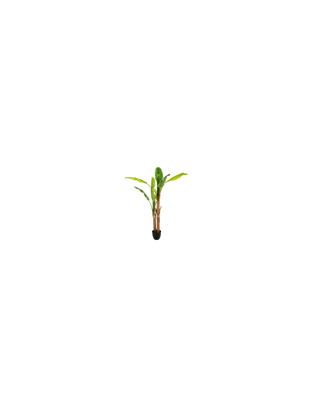 PIANTA 167300 BANANO DOPPIO H160CM CON VASO