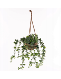 PIANTA SOSPESA 206530 PATRI 14X47CM ASSORTITO