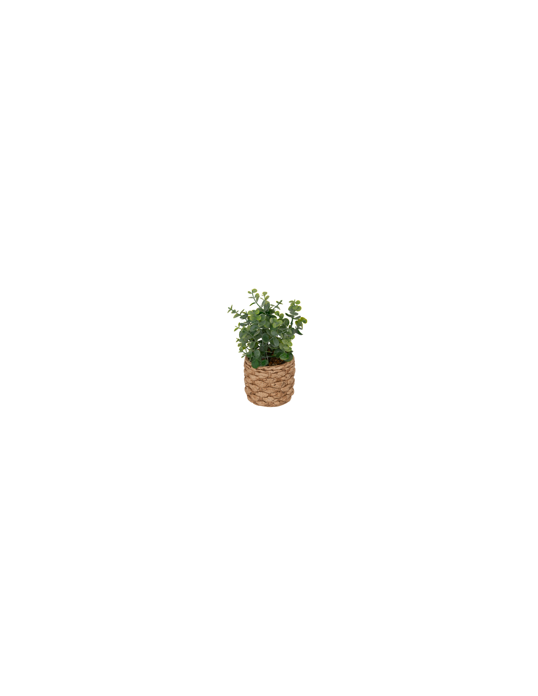 PIANTA 206559 JAYE EUCALIPTO 12X27CM VASO CEMENTO