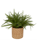 PIANTA VERDE 206609 CLEMY 45X30CM CON VASO