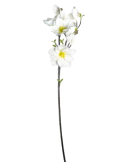 STELO 4010000136 MAGNOLIA BIANCA GIAPPONESE CON BOCCIOLI
