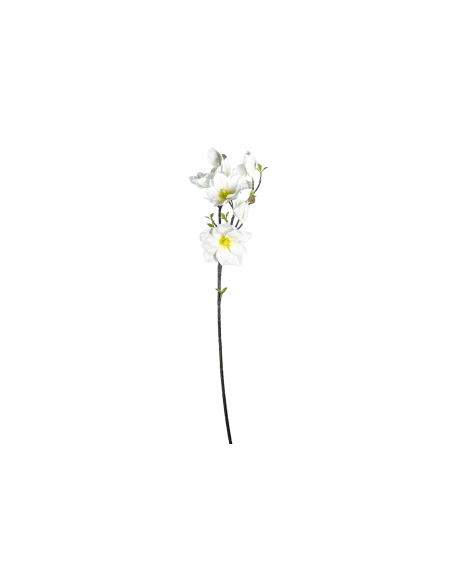 STELO 4010000136 MAGNOLIA BIANCA GIAPPONESE CON BOCCIOLI