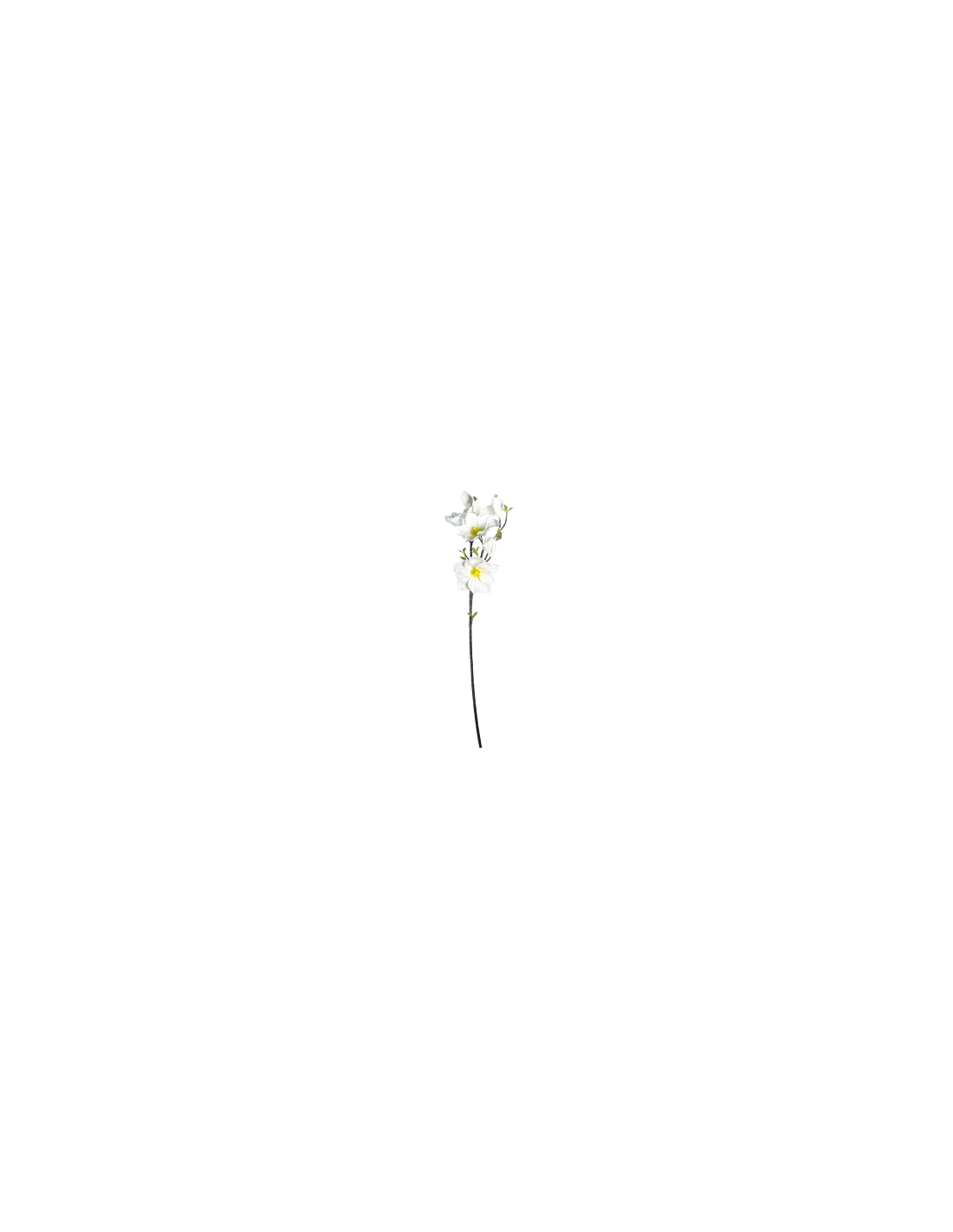 STELO 4010000136 MAGNOLIA BIANCA GIAPPONESE CON BOCCIOLI