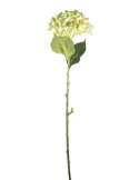 STELO 4000002001 HYDRANGEA VERDE A CESPUGLIO
