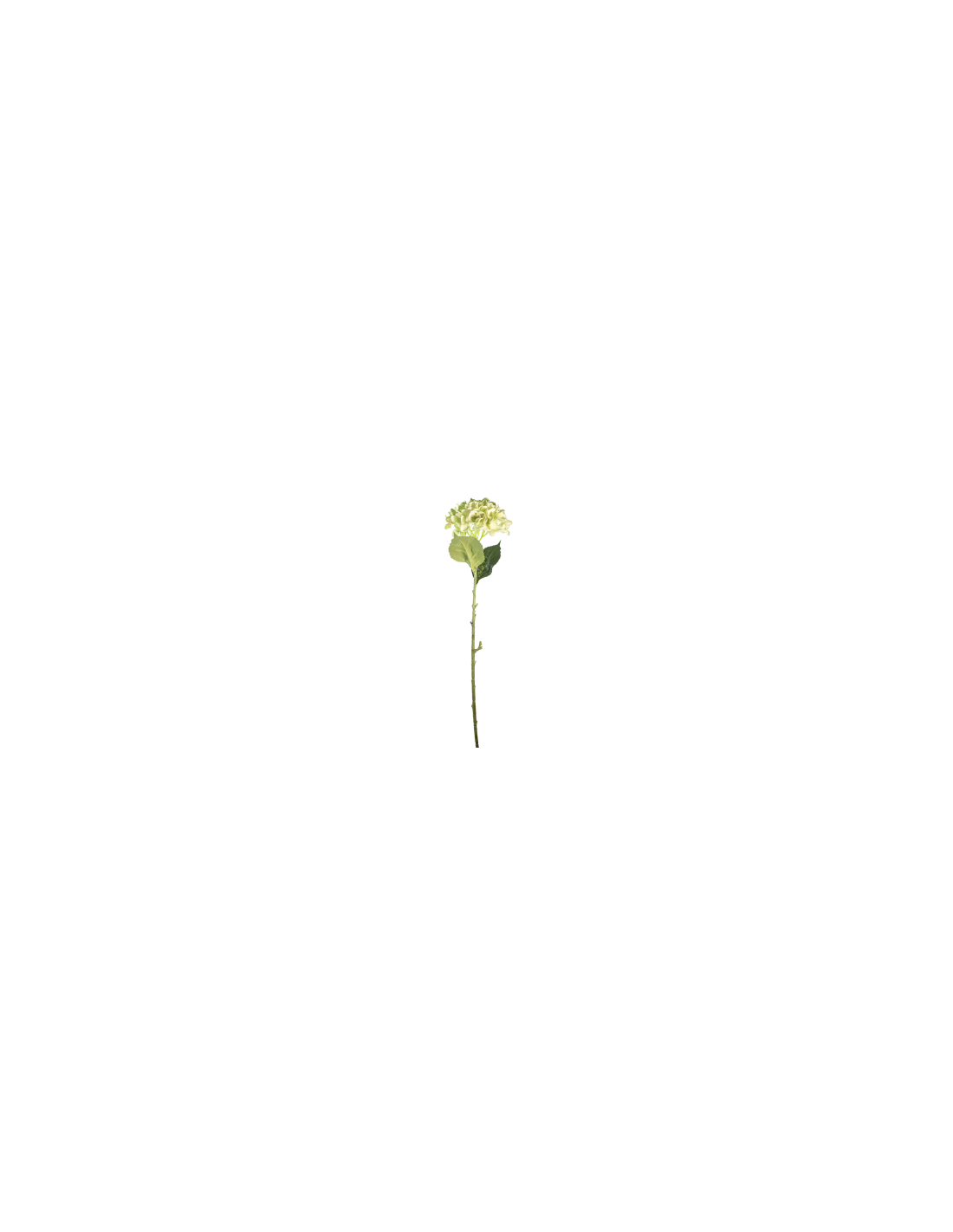 STELO 4000002001 HYDRANGEA VERDE A CESPUGLIO
