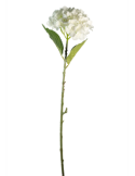 STELO 4000002010 HYDRANGEA CREMA A CESPUGLIO
