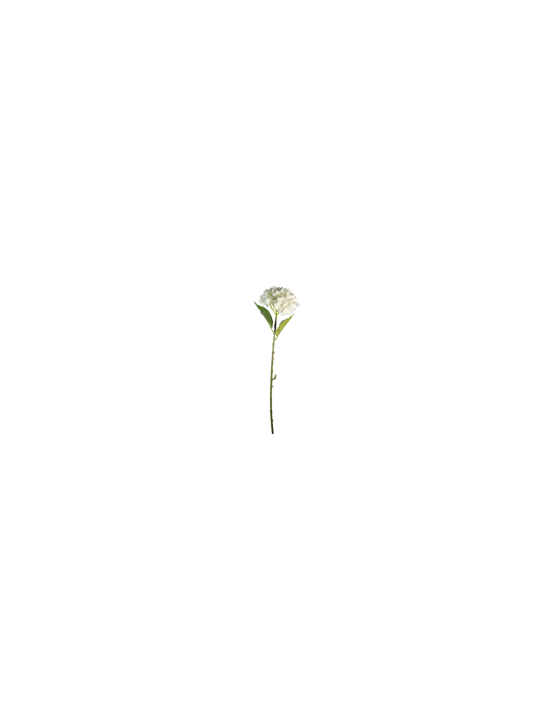 STELO 4000002010 HYDRANGEA CREMA A CESPUGLIO