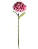 STELO 4000002091 HYDRANGEA ROSA A CESPUGLIO
