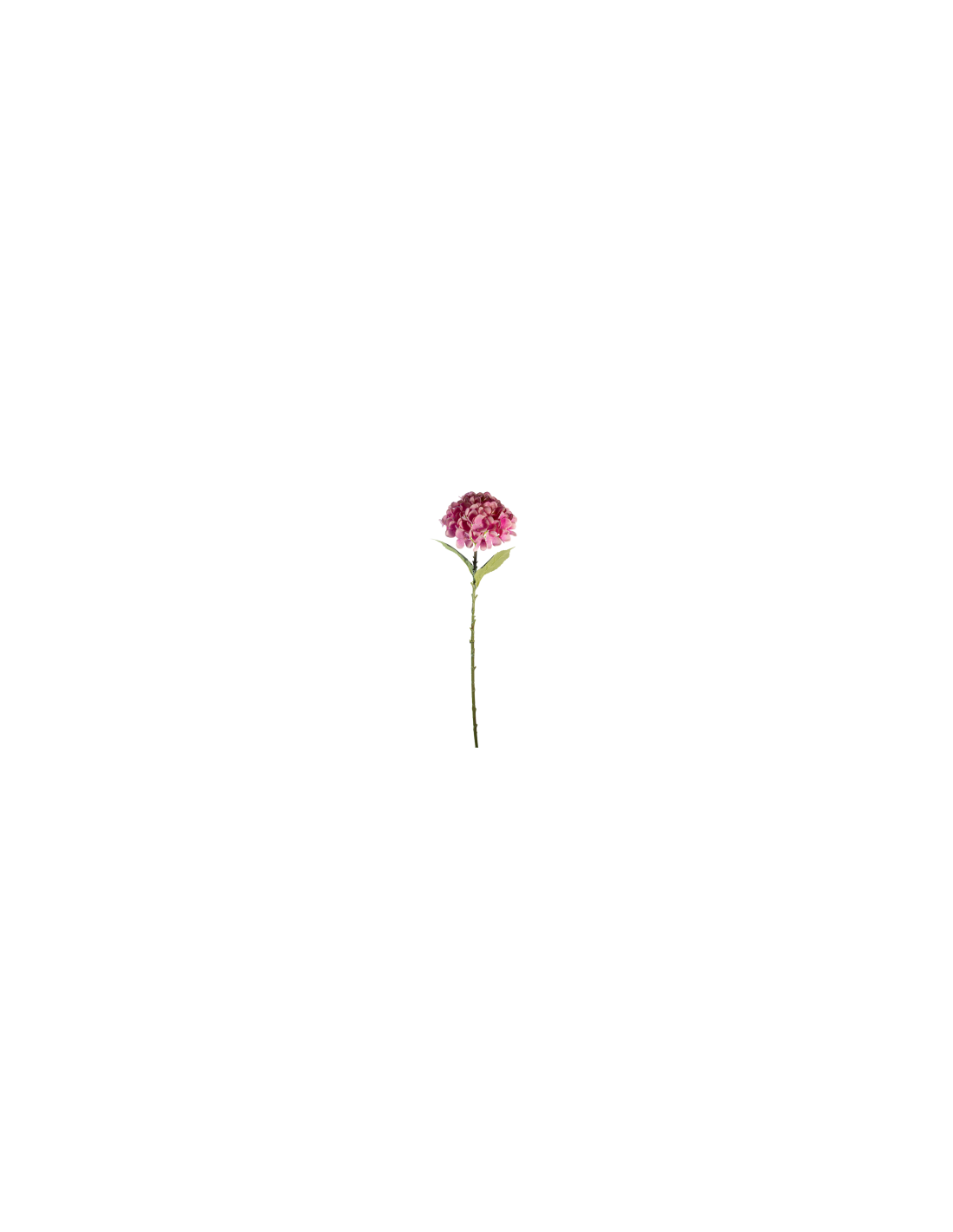 STELO 4000002091 HYDRANGEA ROSA A CESPUGLIO