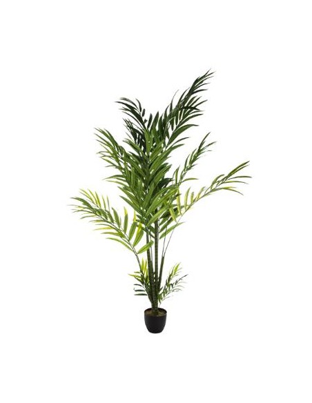 PIANTA PALMA ARECA 230CM