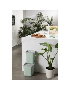 PATTUMIERA MENTA 20LT READY TO COLLECT