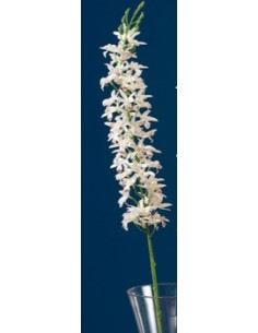 ORCHIDEA 38008 BIANCA 116CM