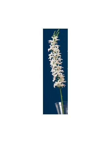 ORCHIDEA 38008 BIANCA 116CM