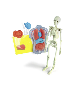 CLEMENTONI, SCIENZA E GIOCO, ANATOMIA, SCHELETRO E ORGANI, GIOCO EDUCATIVO, 8+ ANNI, 19414