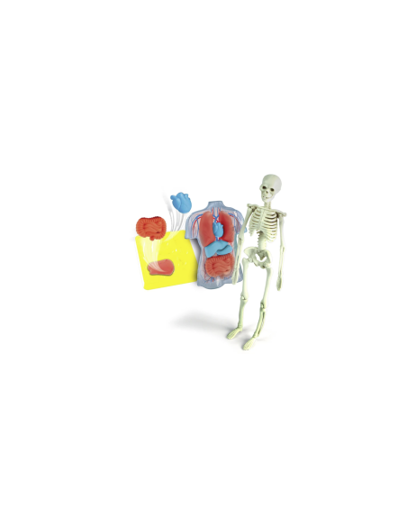 CLEMENTONI, SCIENZA E GIOCO, ANATOMIA, SCHELETRO E ORGANI, GIOCO EDUCATIVO, 8+ ANNI, 19414