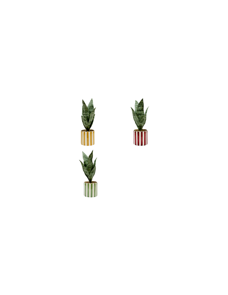 SANSEVIERIA 210126 CHERI H38CM VASO CERAMICA ASSORTITO
