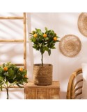 Set 4 ceste Emmet, canna naturale, D. 27,5 cm, cestini decorativi, marrone