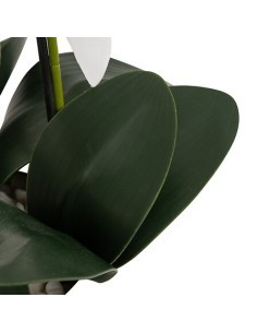 Orchidea artificiale Mick, altezza 80 cm, vaso ceramica bianco, 65 x 55 x 80 cm