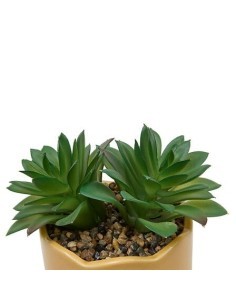 Pianta perenne, Chéri, H. 17 cm, vaso in ceramica assortito, 13 x 10 x 14,5 cm