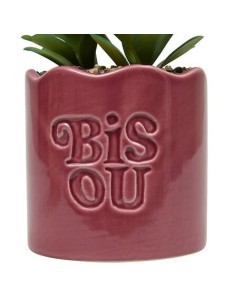 Pianta perenne, Chéri, H. 17 cm, vaso in ceramica assortito, 13 x 10 x 14,5 cm