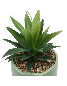 Pianta perenne, Chéri, H. 17 cm, vaso in ceramica assortito, 13 x 10 x 14,5 cm