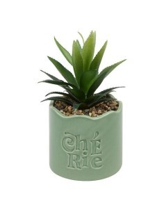 Pianta perenne, Chéri, H. 17 cm, vaso in ceramica assortito, 13 x 10 x 14,5 cm