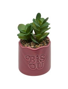 Pianta perenne, Chéri, H. 17 cm, vaso in ceramica assortito, 13 x 10 x 14,5 cm