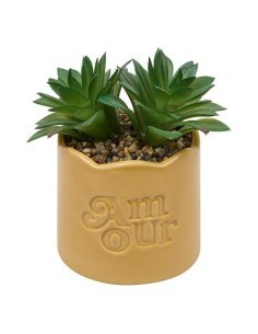 Pianta perenne, Chéri, H. 17 cm, vaso in ceramica assortito, 13 x 10 x 14,5 cm