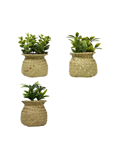 Pianta Jil, H. 18 cm, vaso in giunco assortito, scatola, 10 x 10 x 16 cm