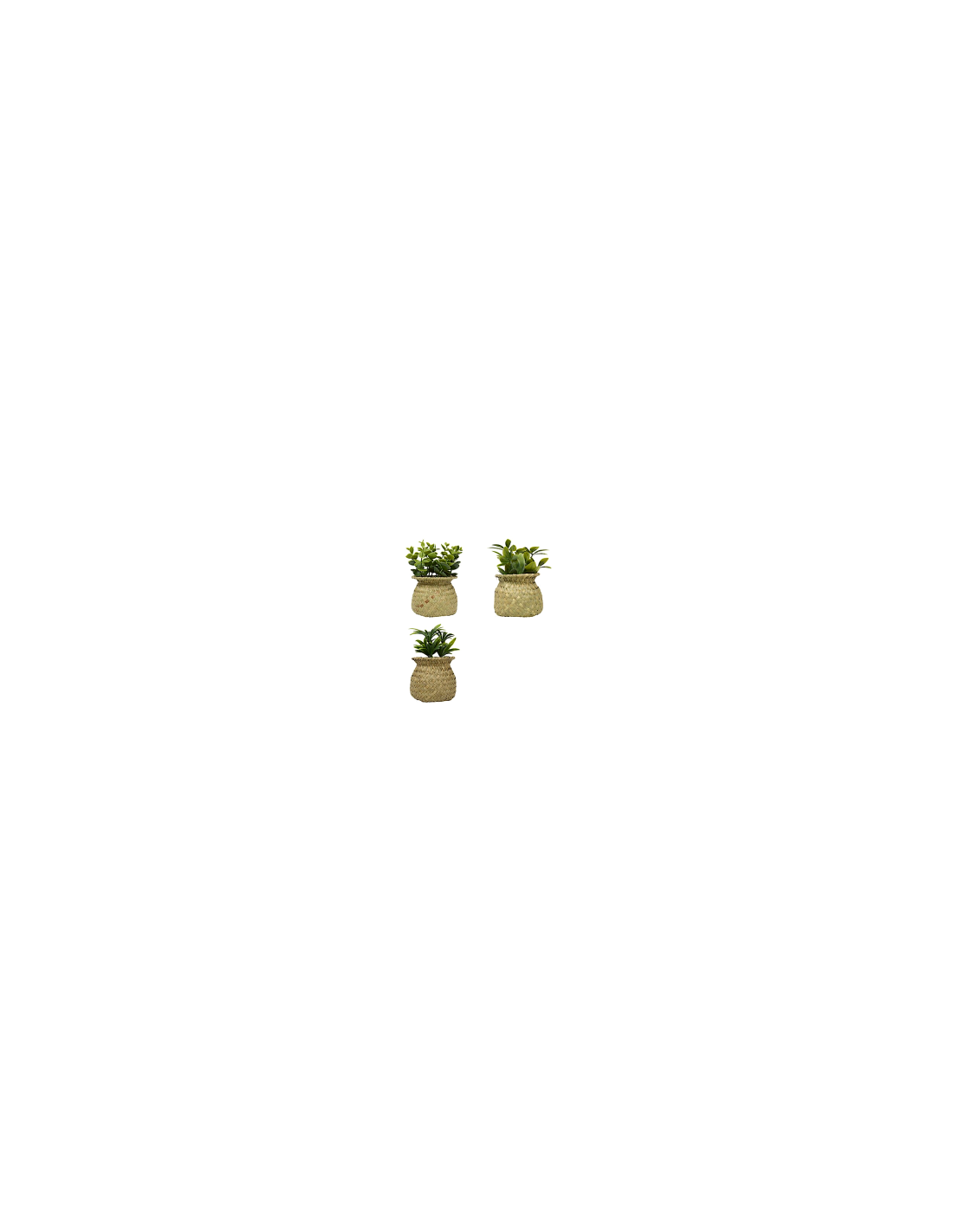Pianta Jil, H. 18 cm, vaso in giunco assortito, scatola, 10 x 10 x 16 cm