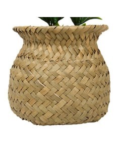 Pianta Jil, H. 18 cm, vaso in giunco assortito, scatola, 10 x 10 x 16 cm