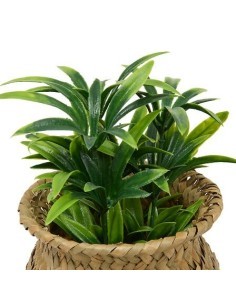 Pianta Jil, H. 18 cm, vaso in giunco assortito, scatola, 10 x 10 x 16 cm