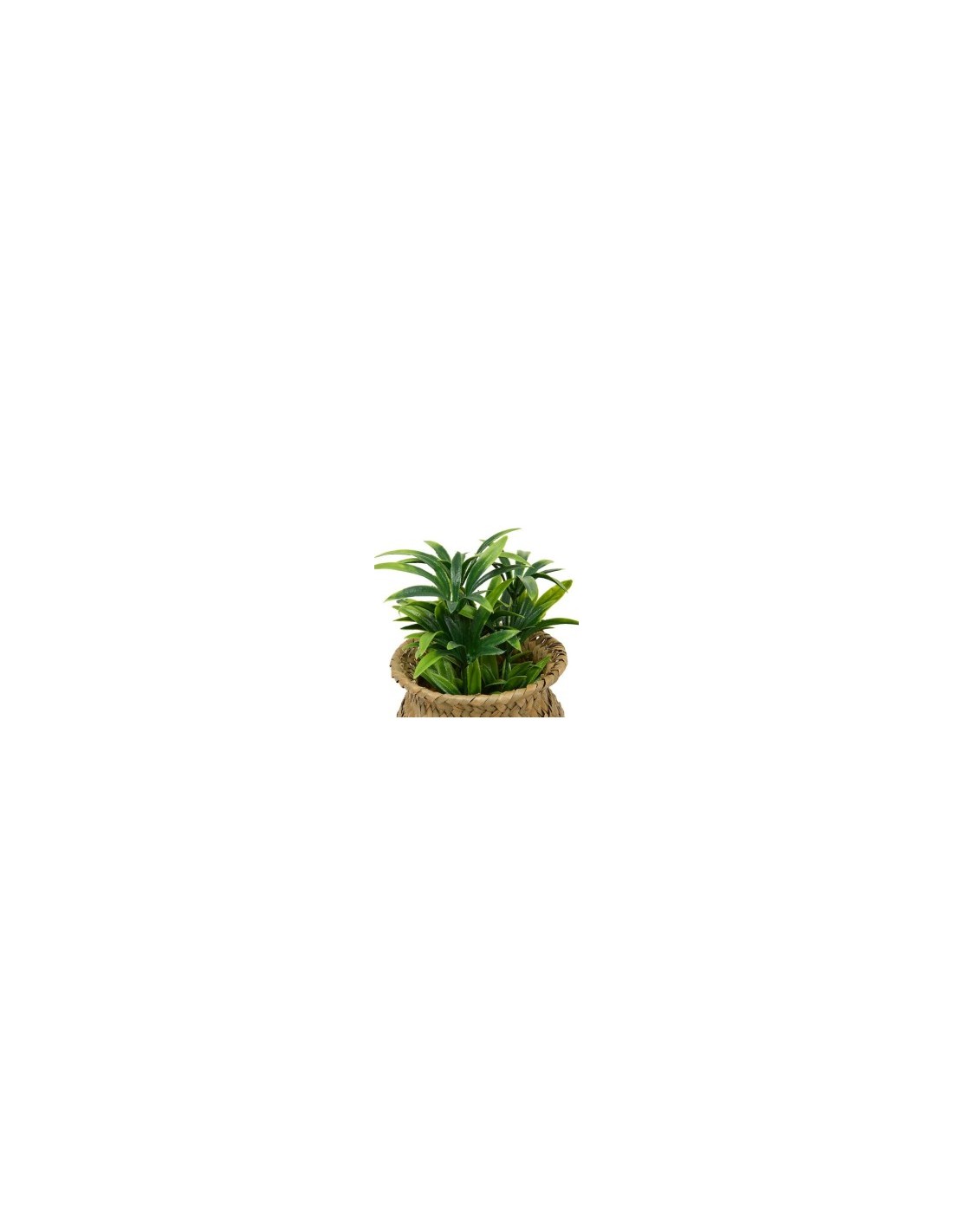Pianta Jil, H. 18 cm, vaso in giunco assortito, scatola, 10 x 10 x 16 cm