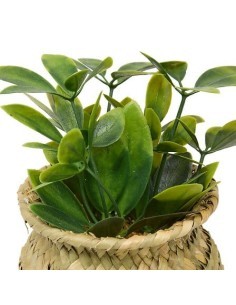 Pianta Jil, H. 18 cm, vaso in giunco assortito, scatola, 10 x 10 x 16 cm