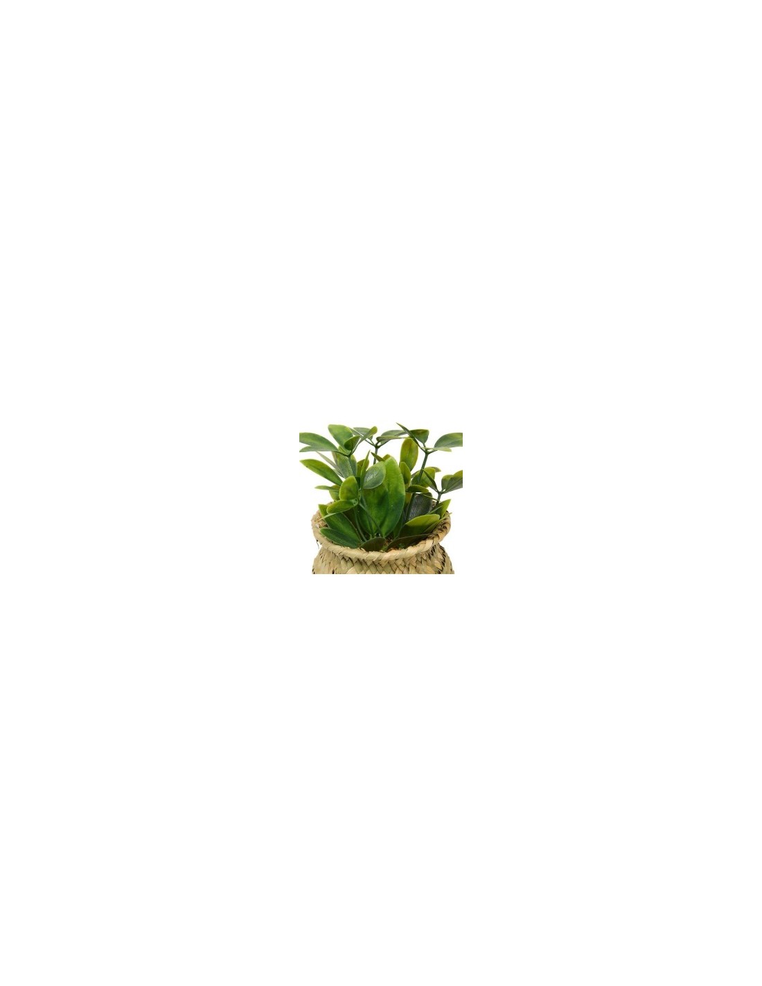 Pianta Jil, H. 18 cm, vaso in giunco assortito, scatola, 10 x 10 x 16 cm