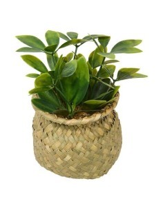 Pianta Jil, H. 18 cm, vaso in giunco assortito, scatola, 10 x 10 x 16 cm