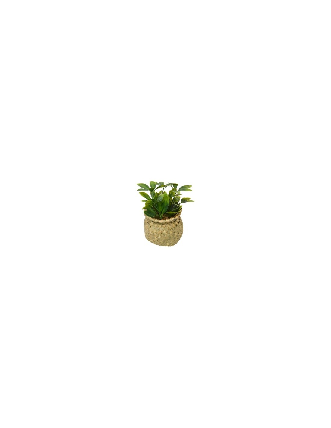 Pianta Jil, H. 18 cm, vaso in giunco assortito, scatola, 10 x 10 x 16 cm