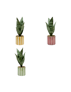 Sansevieria Chéri, altezza 38 cm, vaso ceramica assortito, 11,5 x 11,5 x 38 cm