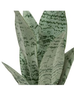 Sansevieria Chéri, altezza 38 cm, vaso ceramica assortito, 11,5 x 11,5 x 38 cm