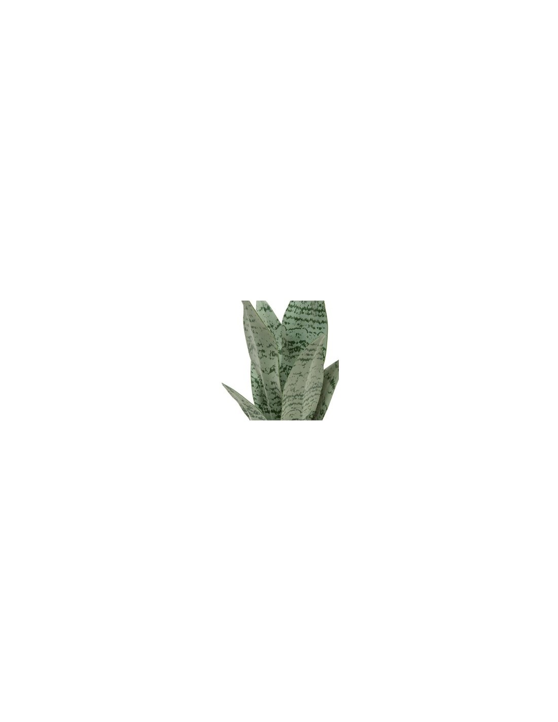 Sansevieria Chéri, altezza 38 cm, vaso ceramica assortito, 11,5 x 11,5 x 38 cm